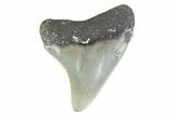 Serrated, Juvenile Megalodon Tooth - North Carolina #373165-1